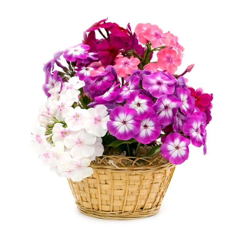 1,500 Phlox Mix Seeds Flower Seeds Cheap Flower Seeds Wildflower Seeds