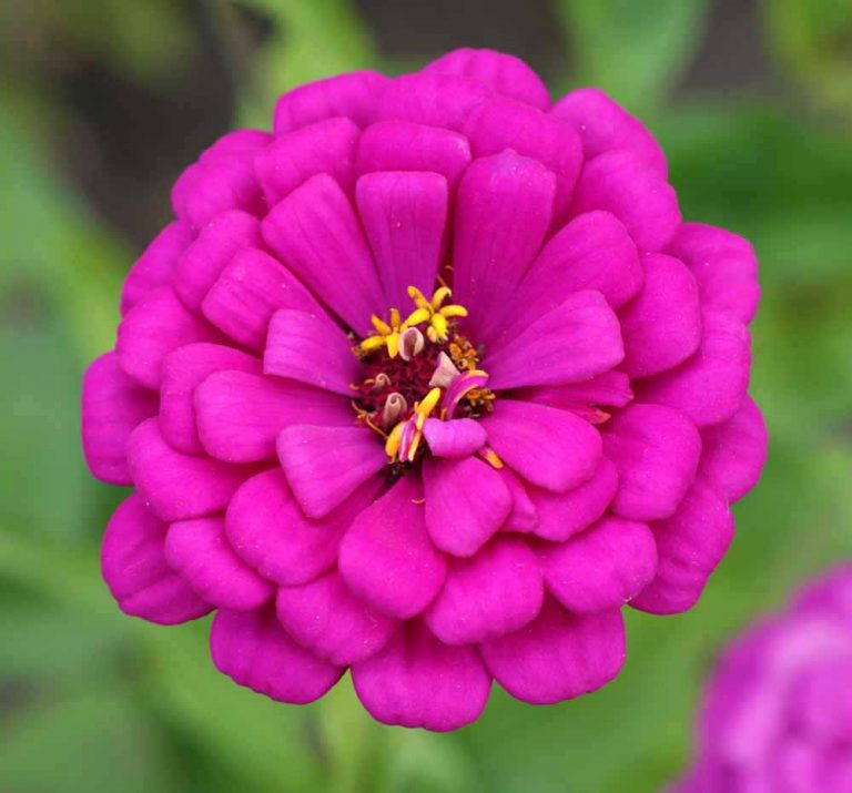 360 Zinnia Purple Prince Seeds Flower Seeds Cheap Flower Seeds